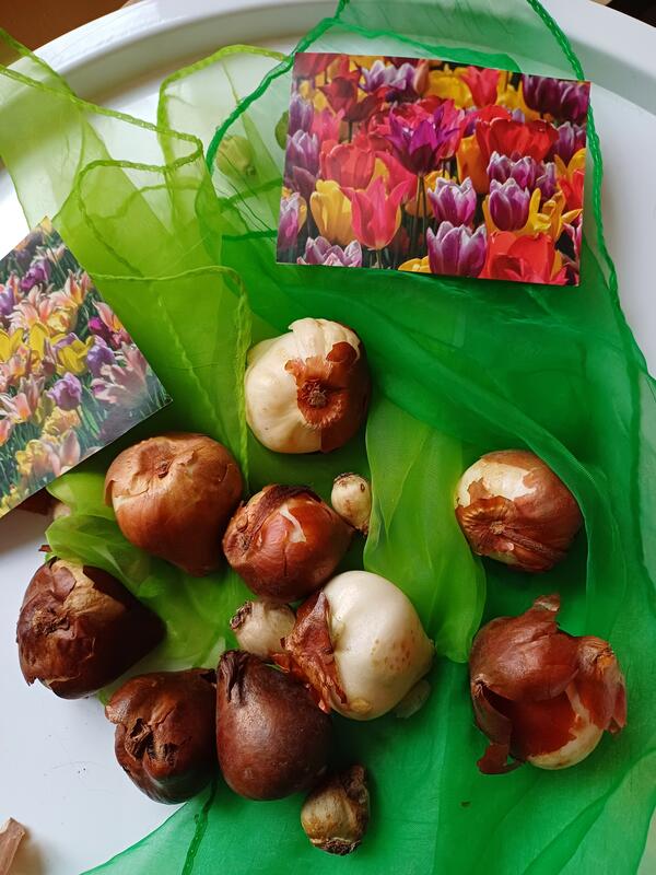 Bild vergr&ouml;&szlig;ern: Tulpenzwiebeln