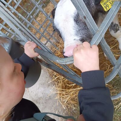 Bild vergr&ouml;&szlig;ern: Das Bild zeigt, wie ein Kind Kontakt zu einem Kalb aufnimmt.
