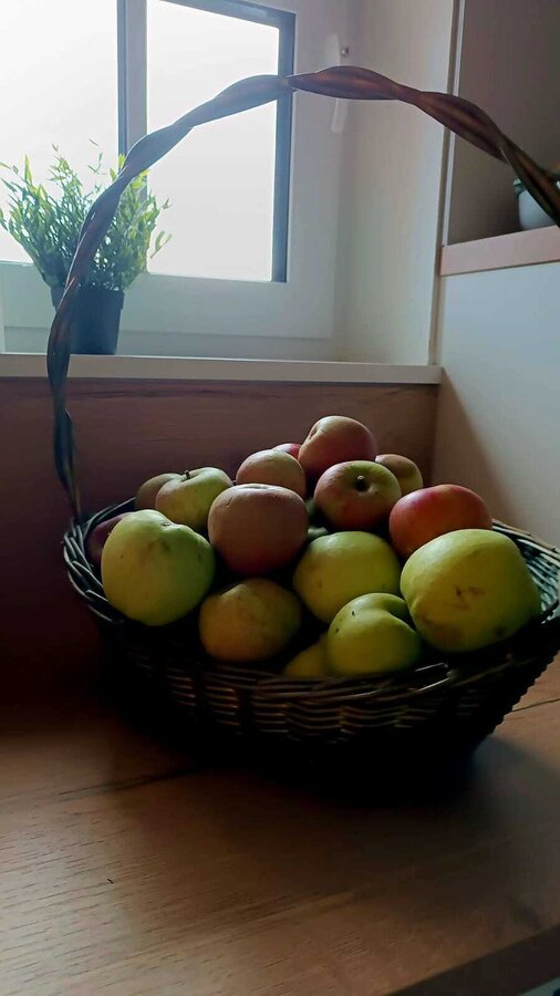 Bild vergr&ouml;&szlig;ern: Das Bild zeugt einen Korb voller reifer Äpfel.