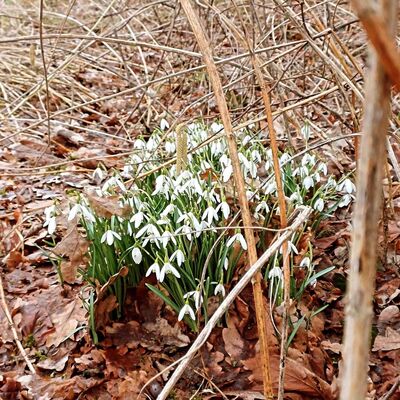 Dem Frühling auf der Spur - Spaziergang