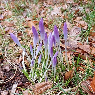 Dem Frühling auf der Spur - Spaziergang