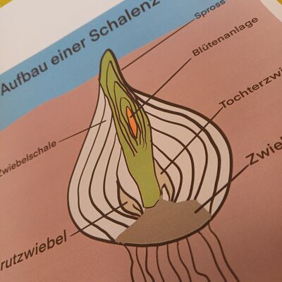 Aufbau einer Blumenzwiebel