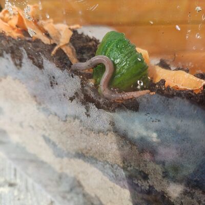 Regenwurm-Terrarium