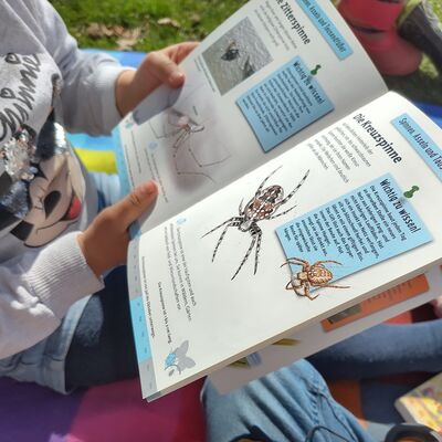 Bild vergr&ouml;&szlig;ern: Bestimmung der Spinnenart