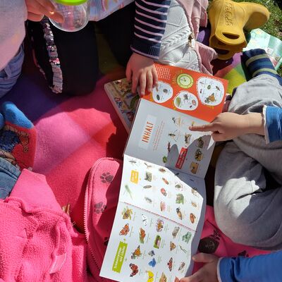 Bild vergr&ouml;&szlig;ern: Insektenbestimmungsbuch