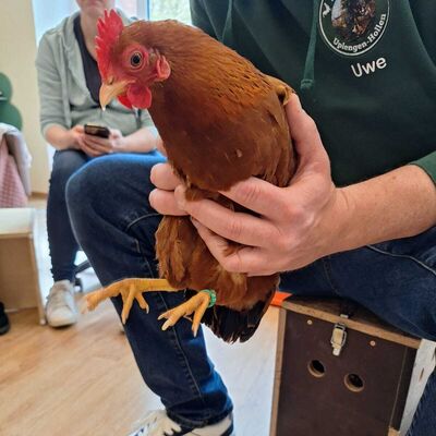 Hühnerbesuch in der Kita