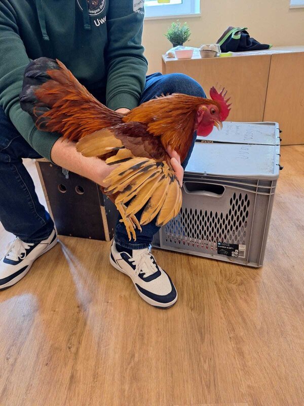 Bild vergr&ouml;&szlig;ern: Hühnerbesuch in der Kita