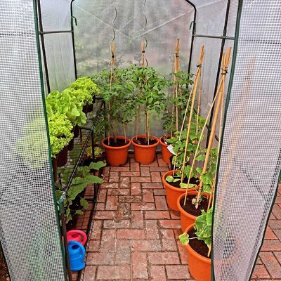 Update: Gewächshaus 21.Mai 2026