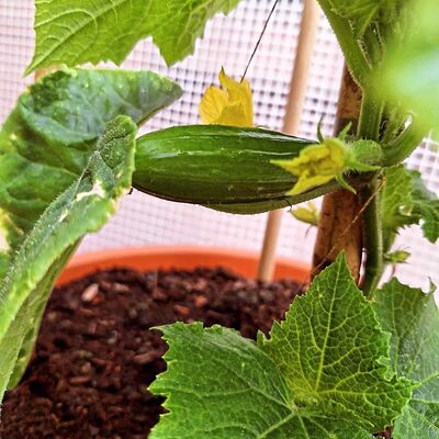 Update: Gewächshaus 21.Mai 2026