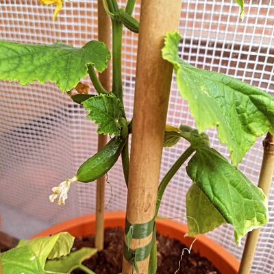 Update: Gewächshaus 21.Mai 2026
