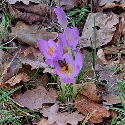 Erster Wildbienenfund 2026