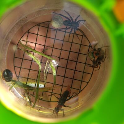 Insekten bestimmen