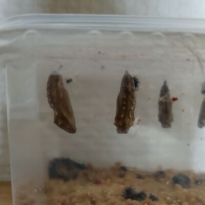 von der Raupe zum Schmetterling