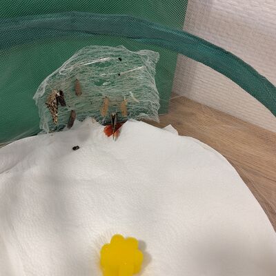 von der Raupe zum Schmetterling