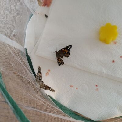von der Raupe zum Schmetterling