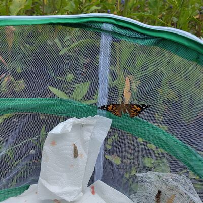 Bild vergr&ouml;&szlig;ern: von der Raupe zum Schmetterling