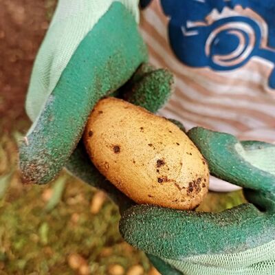 Gestiftete Kartoffeln aus eignem Anbau