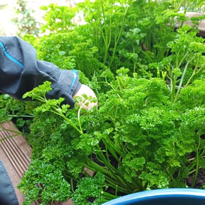 Gestiftete Kartoffeln aus eignem Anbau