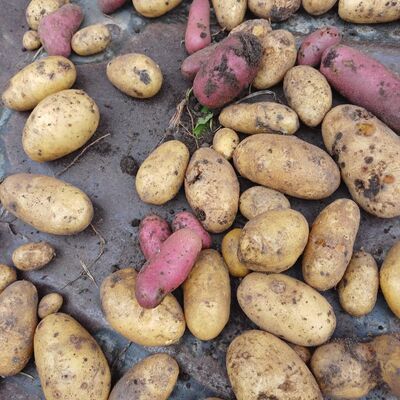 Gestiftete Kartoffeln aus eignem Anbau