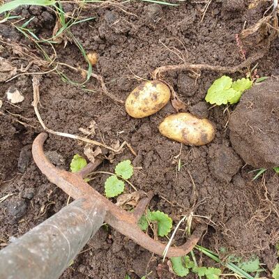 Gestiftete Kartoffeln aus eignem Anbau